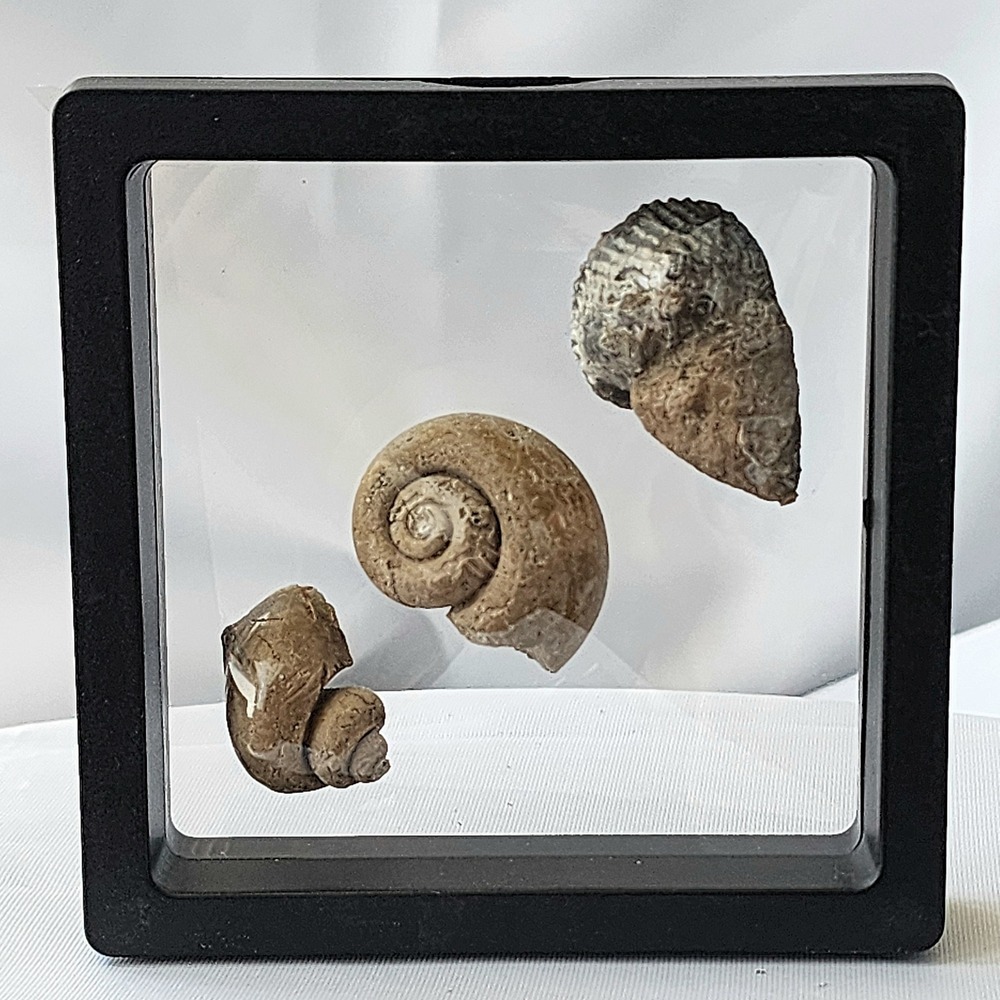 Late Cretaceous Period Ancient Fossil Carnivorous‎ Snail Trio Display Original